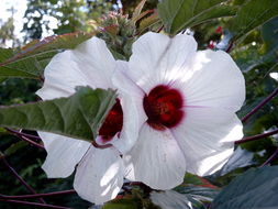 Plancia ëd Hibiscus cannabinus L.