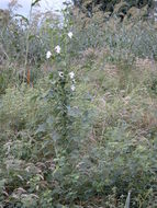 Plancia ëd Hibiscus cannabinus L.