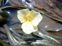 Image of Ottelia ulvifolia (Planch.) Walp.