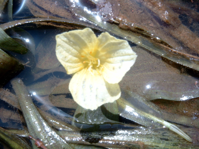 Image of Ottelia ulvifolia (Planch.) Walp.