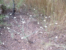 Plancia ëd Polycarpaea linearifolia (DC.) DC.