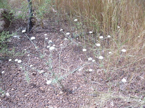 Plancia ëd Polycarpaea linearifolia (DC.) DC.