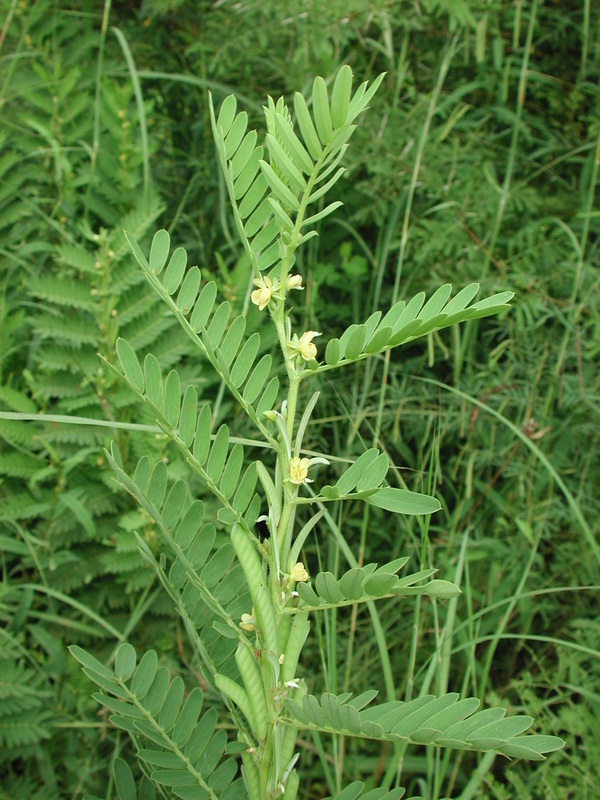 Image of <i>Cassia nigricans</i> Vahl