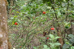 Image of <i>Capsicum chinense</i> Jacq.