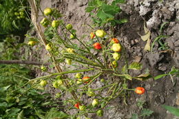 Image of <i>Capsicum chinense</i> Jacq.