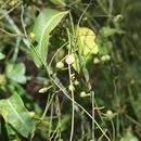 Sivun Cassytha filiformis L. kuva