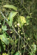 صورة Cassytha filiformis L.