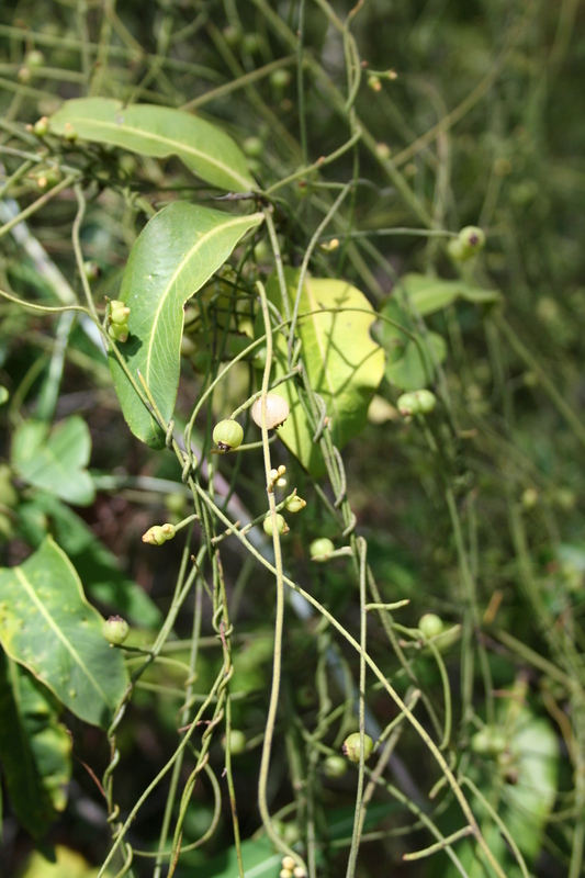 صورة Cassytha filiformis L.