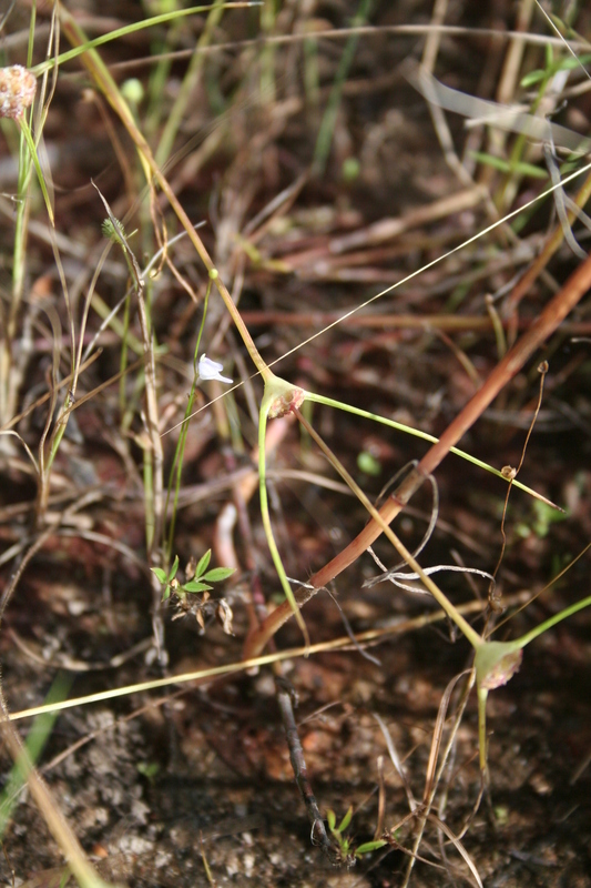 Image of Utricularia pubescens Sm.