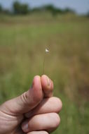 Image of Utricularia pubescens Sm.