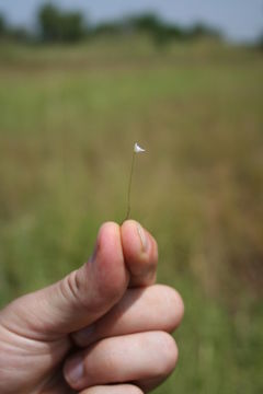 Image of Utricularia pubescens Sm.