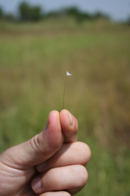 Image of Utricularia pubescens Sm.