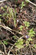 Image of Utricularia pubescens Sm.