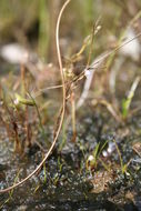 Image of Utricularia tortilis Welw. ex Oliv.