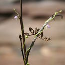 Image de Utricularia tortilis Welw. ex Oliv.