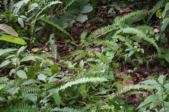 Image of annual swordfern