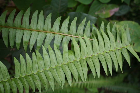 Слика од Nephrolepis undulata (Afzel. ex Sw.) J. Sm.