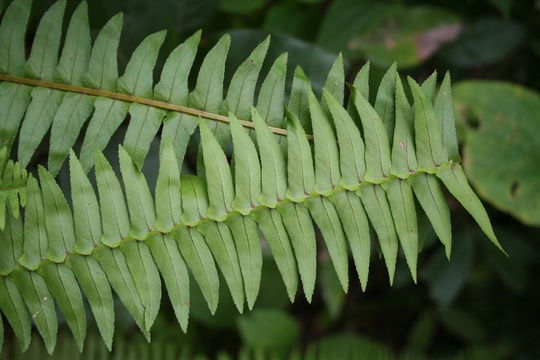 Image of annual swordfern