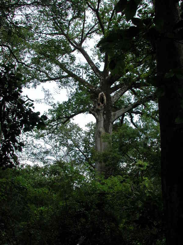 Image of kapoktree