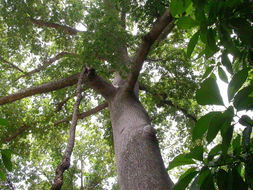 Image of kapoktree