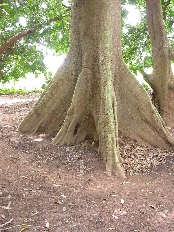 Image of kapoktree