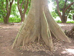 Image of kapoktree