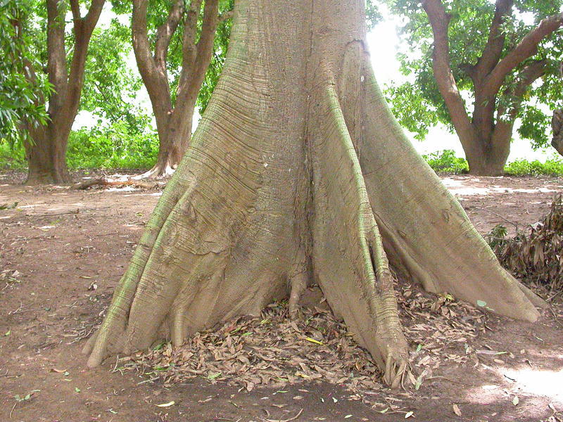 Image of kapoktree