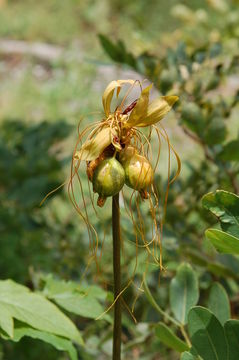 Image of Arrowroot