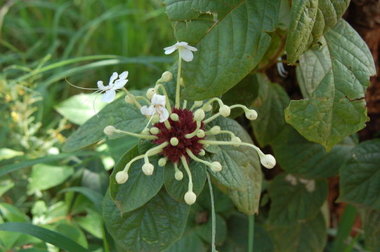 Imagem de Clerodendrum capitatum (Willd.) Schumach.