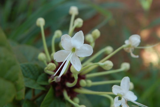 Imagem de Clerodendrum capitatum (Willd.) Schumach.