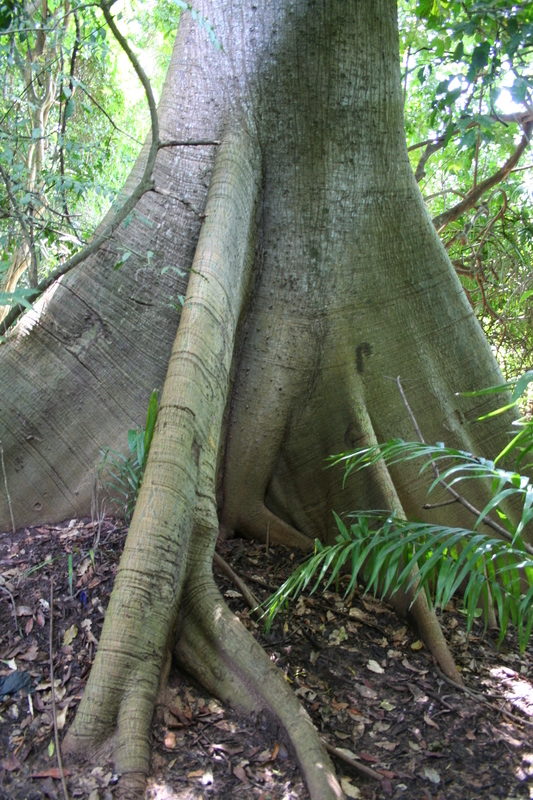 Image of kapoktree