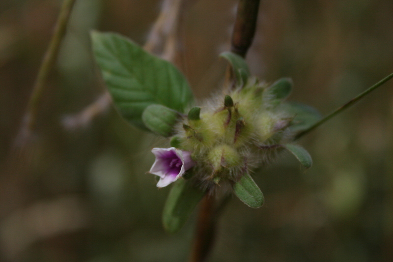 Image of Ipomoea bonariensis Hook.