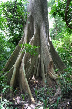 Image of kapoktree