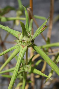 Image of Spermacoce stachydea DC.