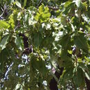 Image of Terminalia laxiflora Engl.