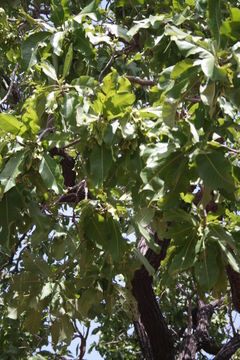 Image of Terminalia laxiflora Engl.