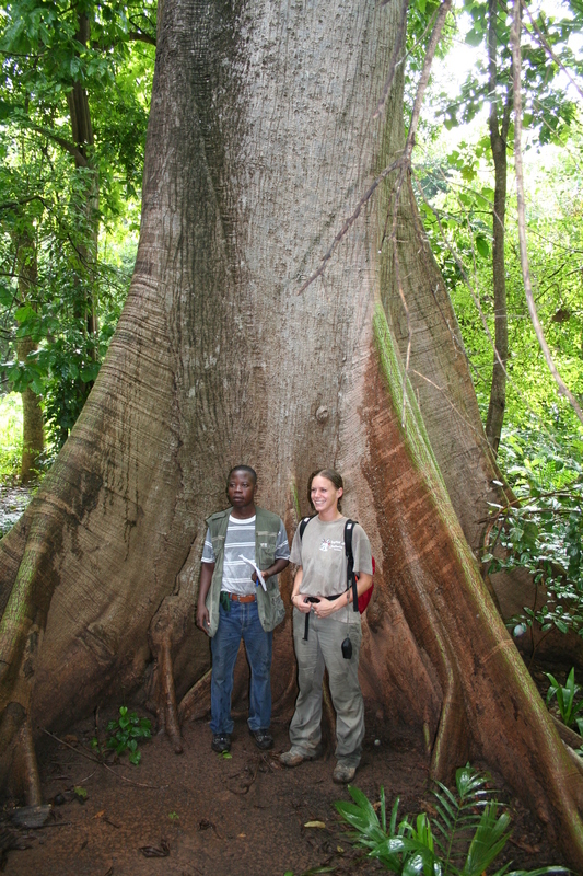 Image of kapoktree