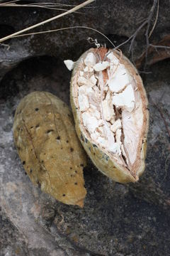 Image of African Baobab