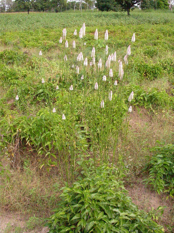 Plancia ëd Celosia argentea L.