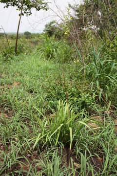 Image of Albuca abyssinica Jacq.