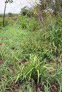 Image of Albuca abyssinica Jacq.