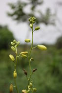 Image of Albuca abyssinica Jacq.