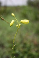 Image of Albuca abyssinica Jacq.