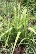 Image of Albuca abyssinica Jacq.