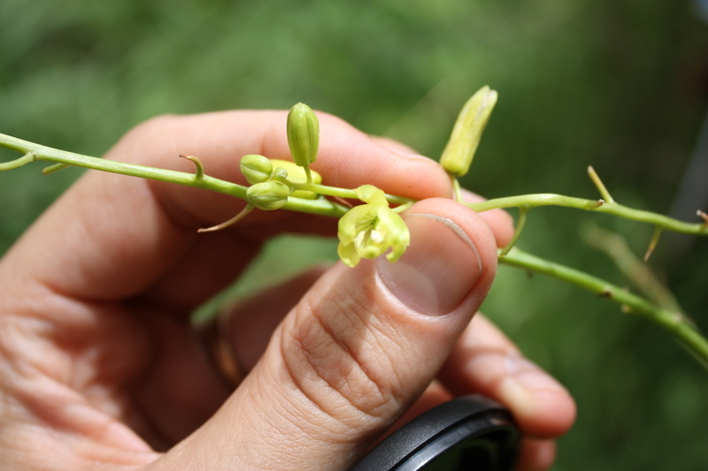 Image of Albuca abyssinica Jacq.