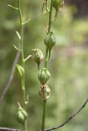 Image of Albuca abyssinica Jacq.