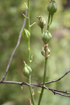 Image of Albuca abyssinica Jacq.