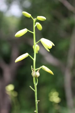 Image of Albuca abyssinica Jacq.