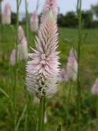 Imagem de Celosia argentea L.