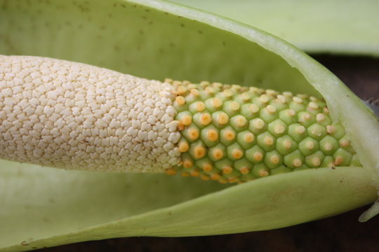 Image of Anchomanes difformis (Blume) Engl.